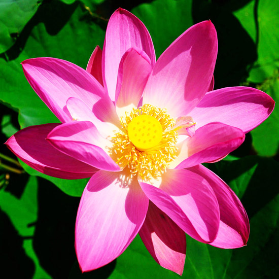 #фэншуй_Лошади_Овнам #феншуй_Овну2026 #символ_фэншуй_Овнам #Красная_Лошадь_Овен #удача_Овнов2026 #гороскоп_Овну2026 #рекомендации_Овнам_Лошадь #подарить_Овну2026 #Овны_Огненная_Лошадь #гармония_отношений #долги_должники #воплощать_мечты