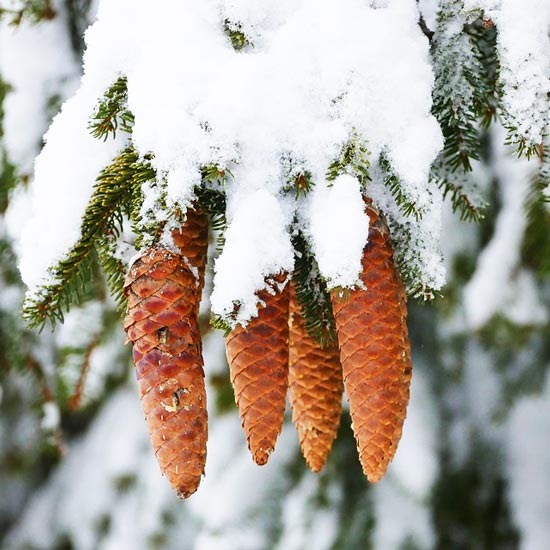 #символ_елка #ель_символизирует #целебная_ель #елку_применять_лечение #ёлка_исцеляет_организм #елочка #шишки_использовать #смола_елочная_рецепт #хвоя_заварить #хвойная_настойка