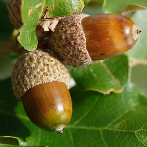 3-Blizneci-Gemini-cimvol-talicman-2019.jpg