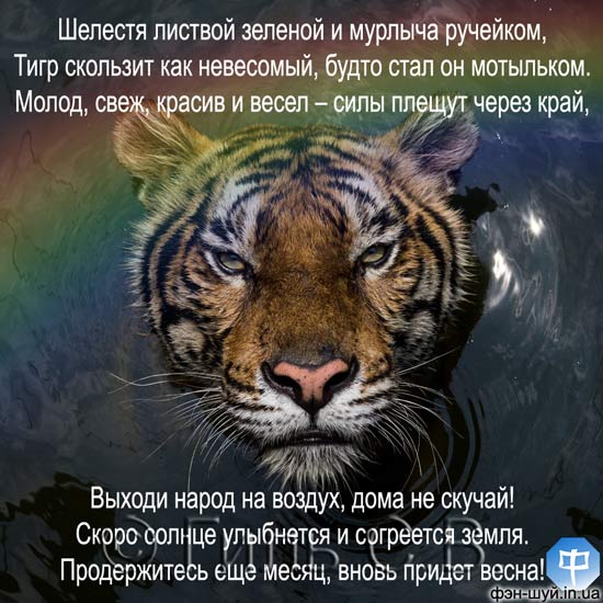 черный тигр, год тигра, вода тигр, тигриный год, стих о тигре, пришел тигр