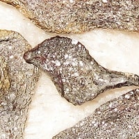 Crassula-denezhnoe-derevo.jpg