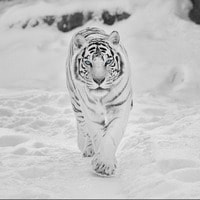 stih-belyiy-tigr.jpg