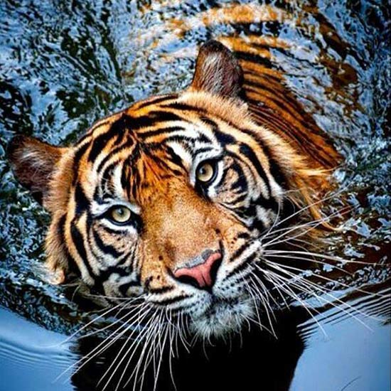 #водяной_тигр #родились_год_черного_тигра #черный_тигр #водяной_или_черный #восточный_гороскоп_черного_тигра #фэншуй_черный_тигр #китайский_календарь_вода_тигр