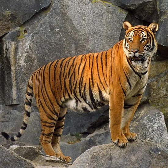 #рожденные_желтые_тигры #земляной_тигр #земляного_тигра_восточный #фэншуй_тигр #восточный_гороскоп_земляных #родился_желтый_земляной