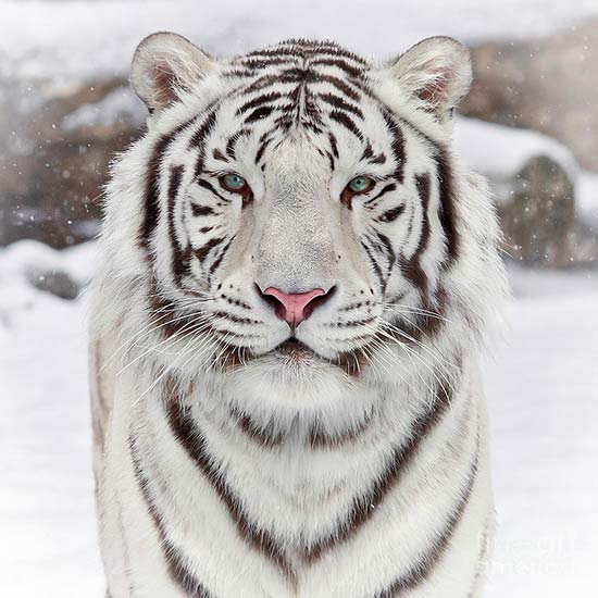 белый тигр родился, год рождения металлический, гороскоп белого тигра, восточный гороскоп, фэн-шуй металлический тигр, китайский календарь металлический тигр, кто по знаку тигр