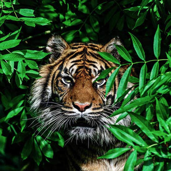 #Сергей_Гиль_фэншуй #год_зеленый_тигр #рожденный_древесным_тигром #тигр_год_рождения #описание_характера_тигра #восточный_гороскоп_зеленого_тигра #фэншуй_древесный_тигр #рожденные_зеленые_тигры #какой_тигр_этом_году