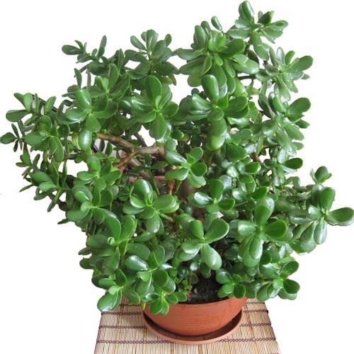 Толстянка яйцевидная (Crassula ovata) @/#растениедляденег #выбратьцветок #названиеденежногодерева #толстянкаденьги #очитокприбыль #цвететкденьгам #притягиваетденьги
